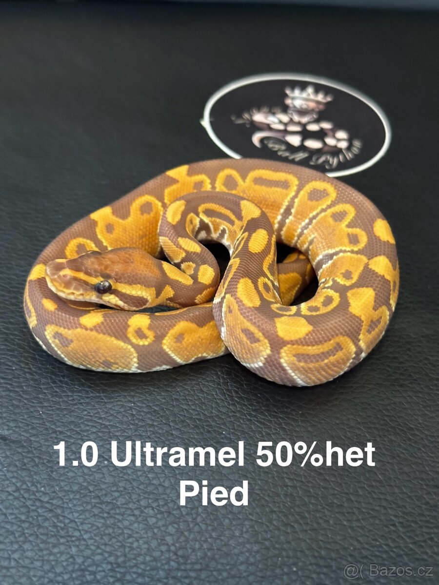 Krajta královská - mláďata 8/2025