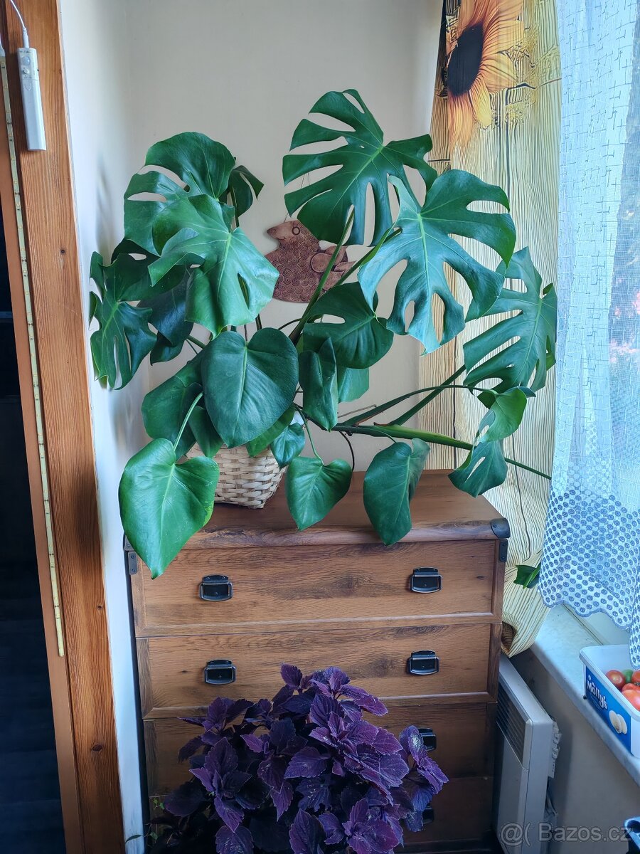 Monstera