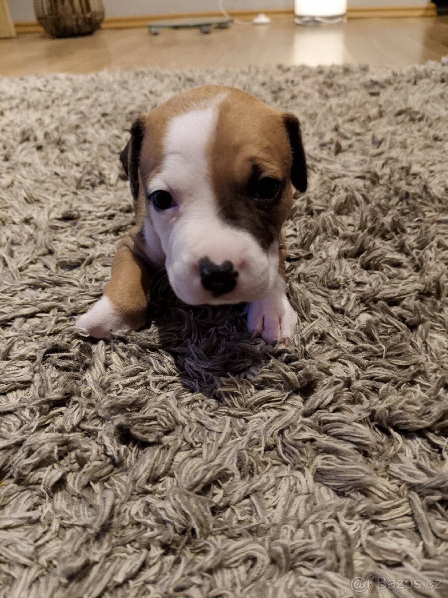Štěňátka - americký pitbull