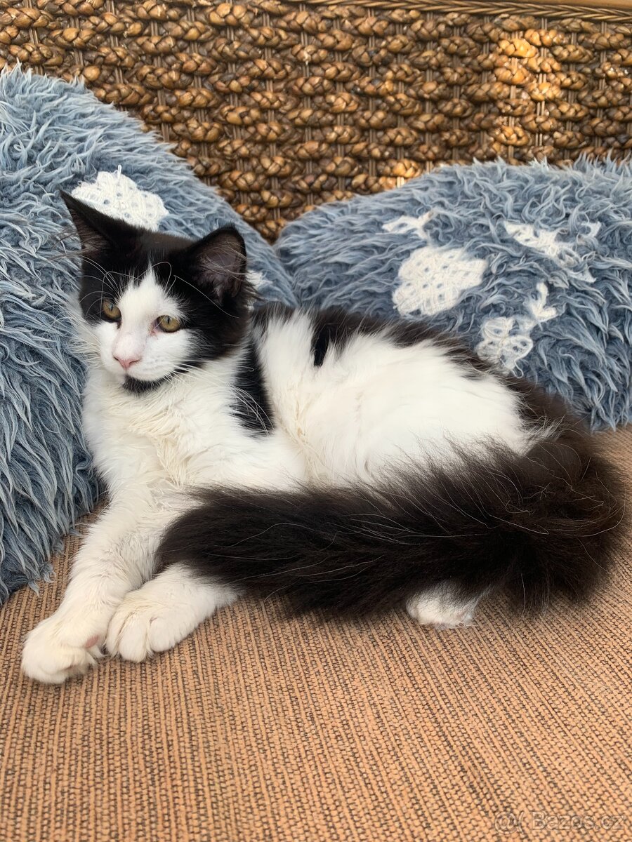 mainská mývalí kočka s PP - pět měsíců stáří