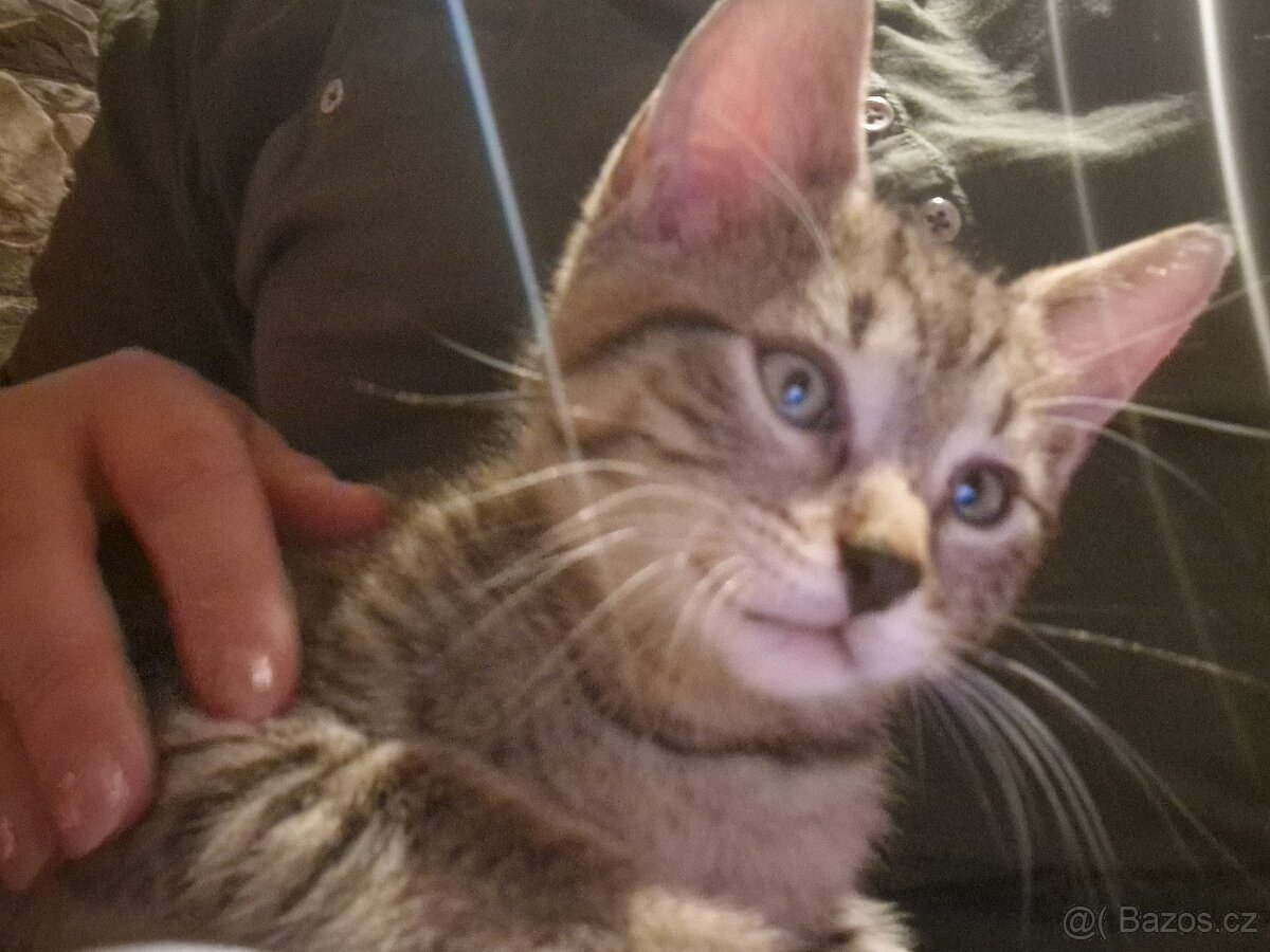 Daruji mourovateho kocourka