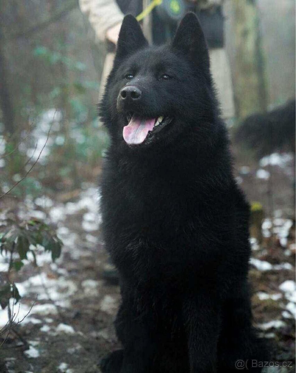 Německý velký špic