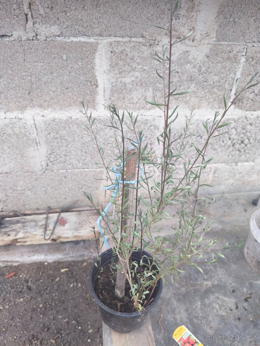 Kustovnice čínská/ goji Berry