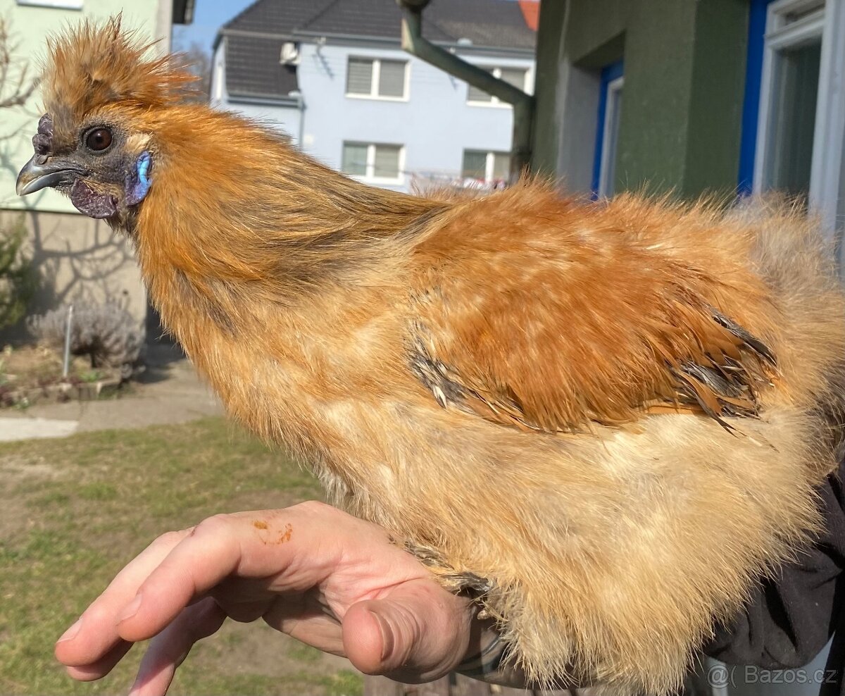 Roční kohoutci plemene Hedvábnička