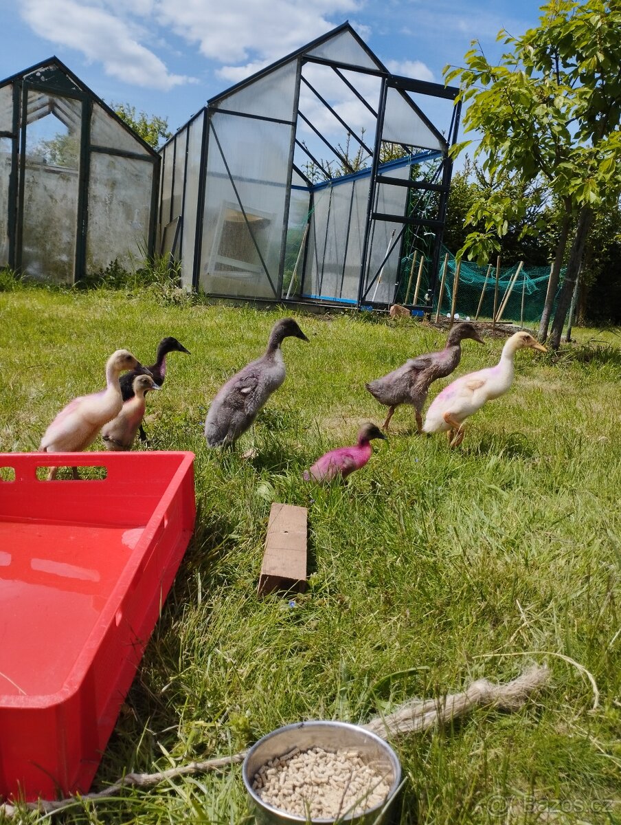 Indicky bezec,kachnata