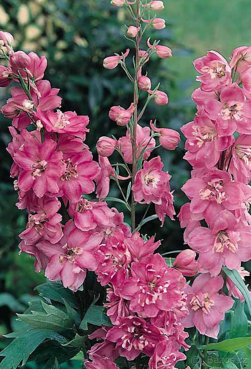 Delphinium,stračka