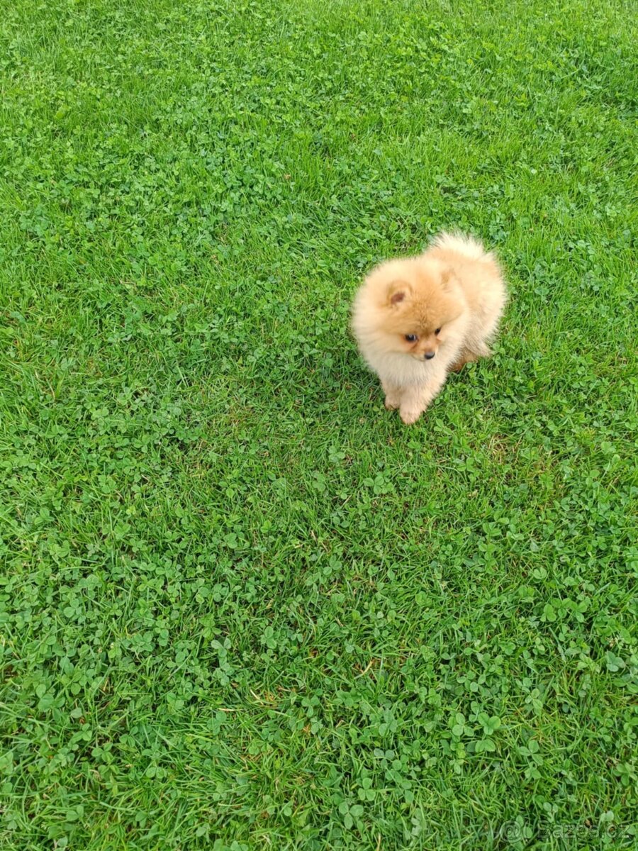 Nemecký špic, pomeranian