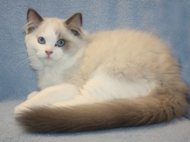 RAGDOLL koťátka: