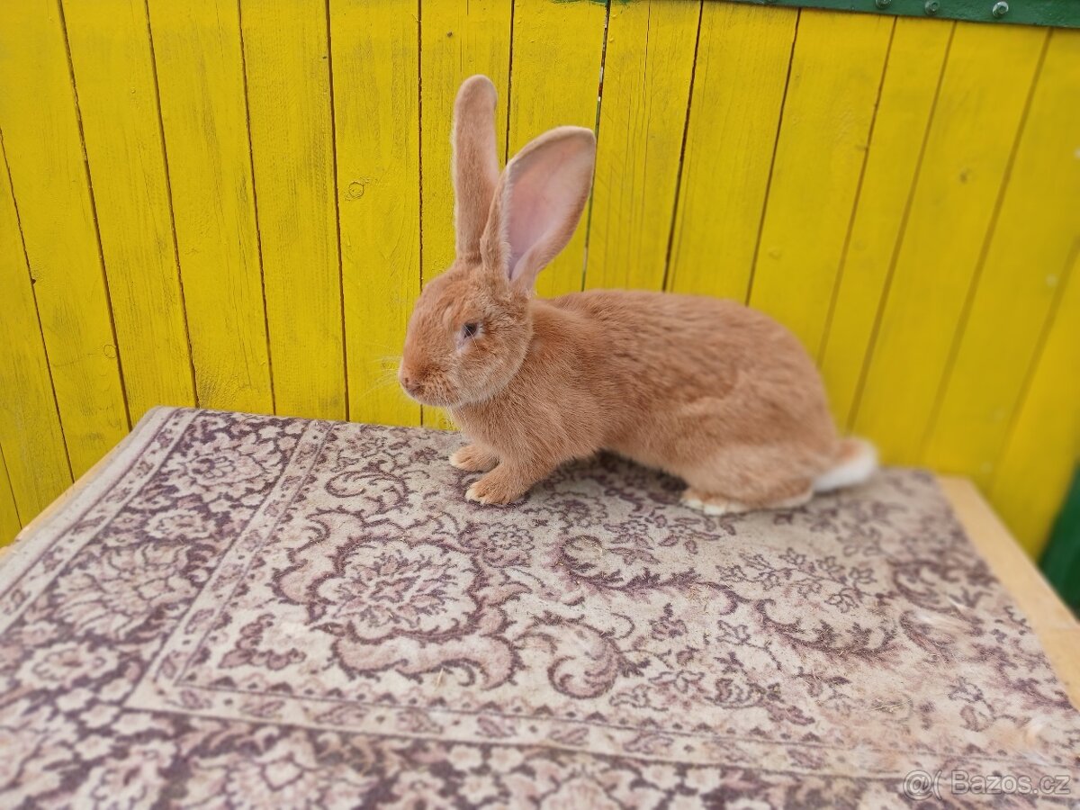 Belgicky obor žltý