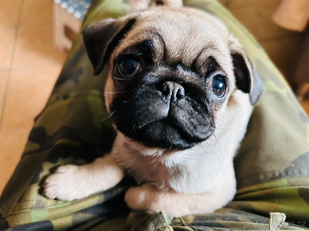 Mops štěňátka s PP k odběru