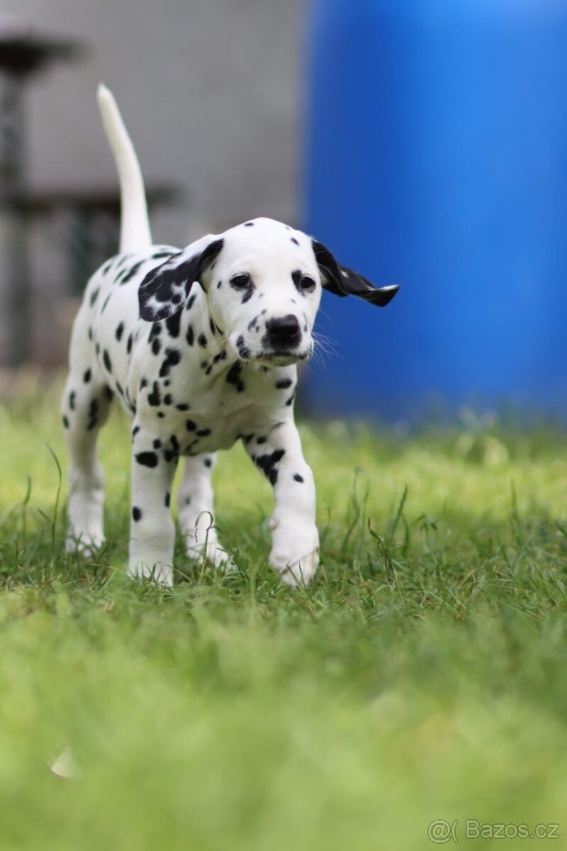 Štěně - dalmatin s PP