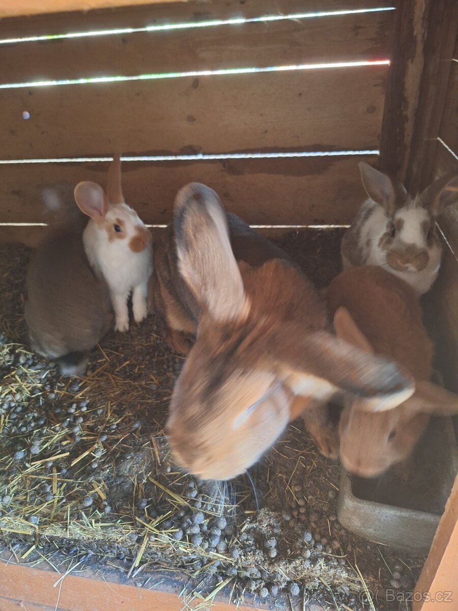 Nabízím králíky na chov
