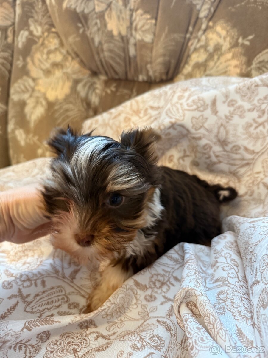 Prodám štěně fenku Jorkšírský teriér s PP
