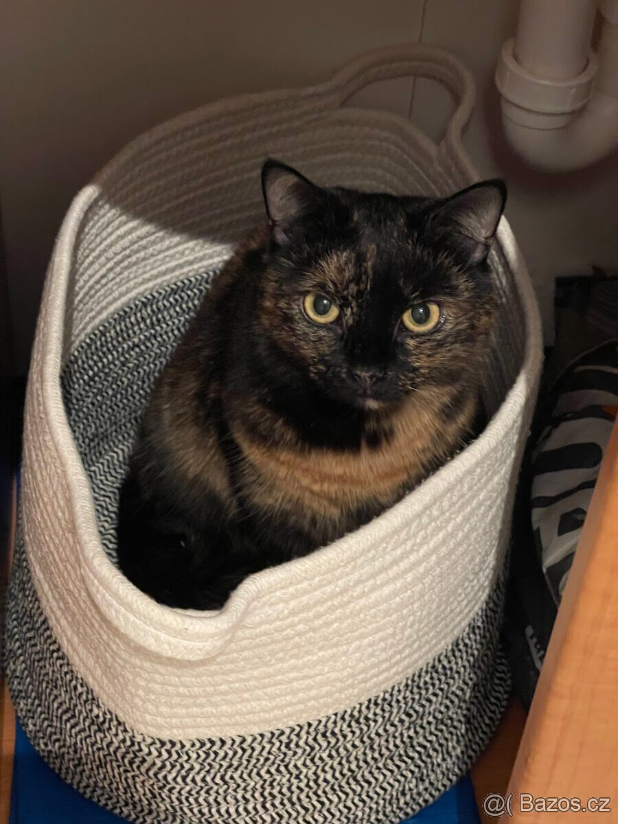 Daruji kočičku