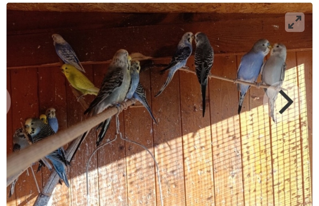 Prodám mladé andulky