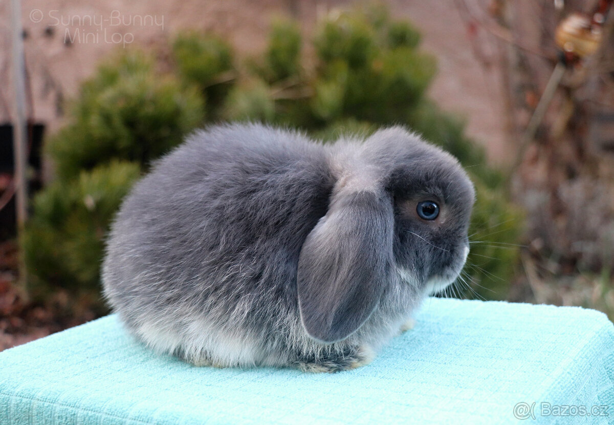 Zakrslý králíček MINILOP 🩷 holčička