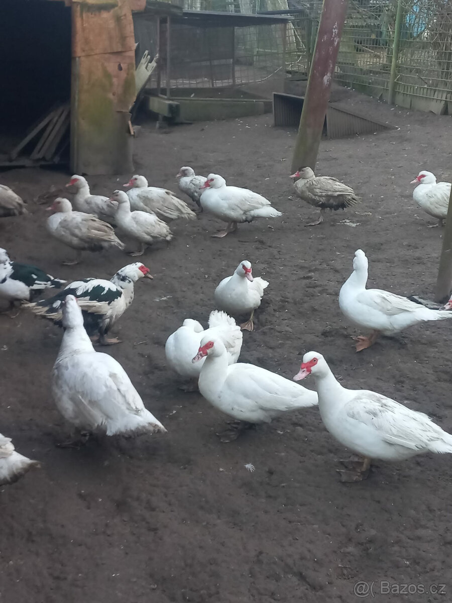 Kachna Saská a čínská