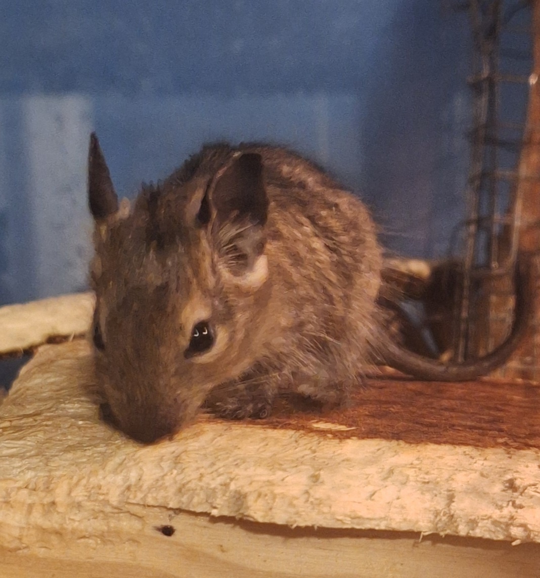 Osmak degu miminko/samec