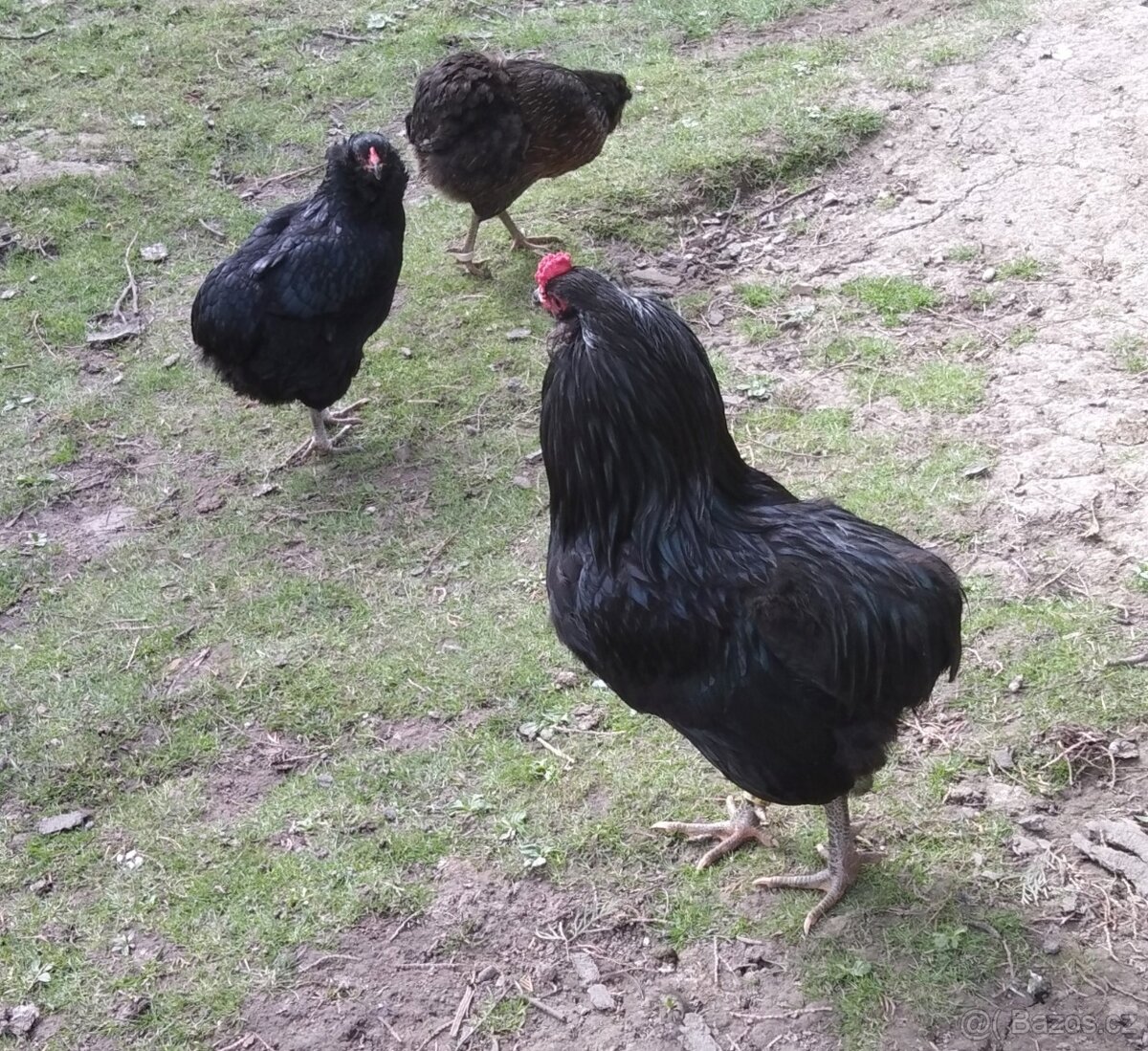 Násadová vejce araucana