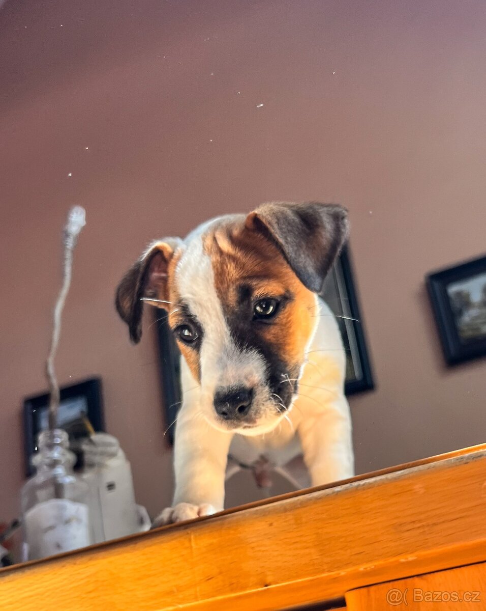 🐶✨ Okamžitě k odběru – Štěňátko Jack Russell