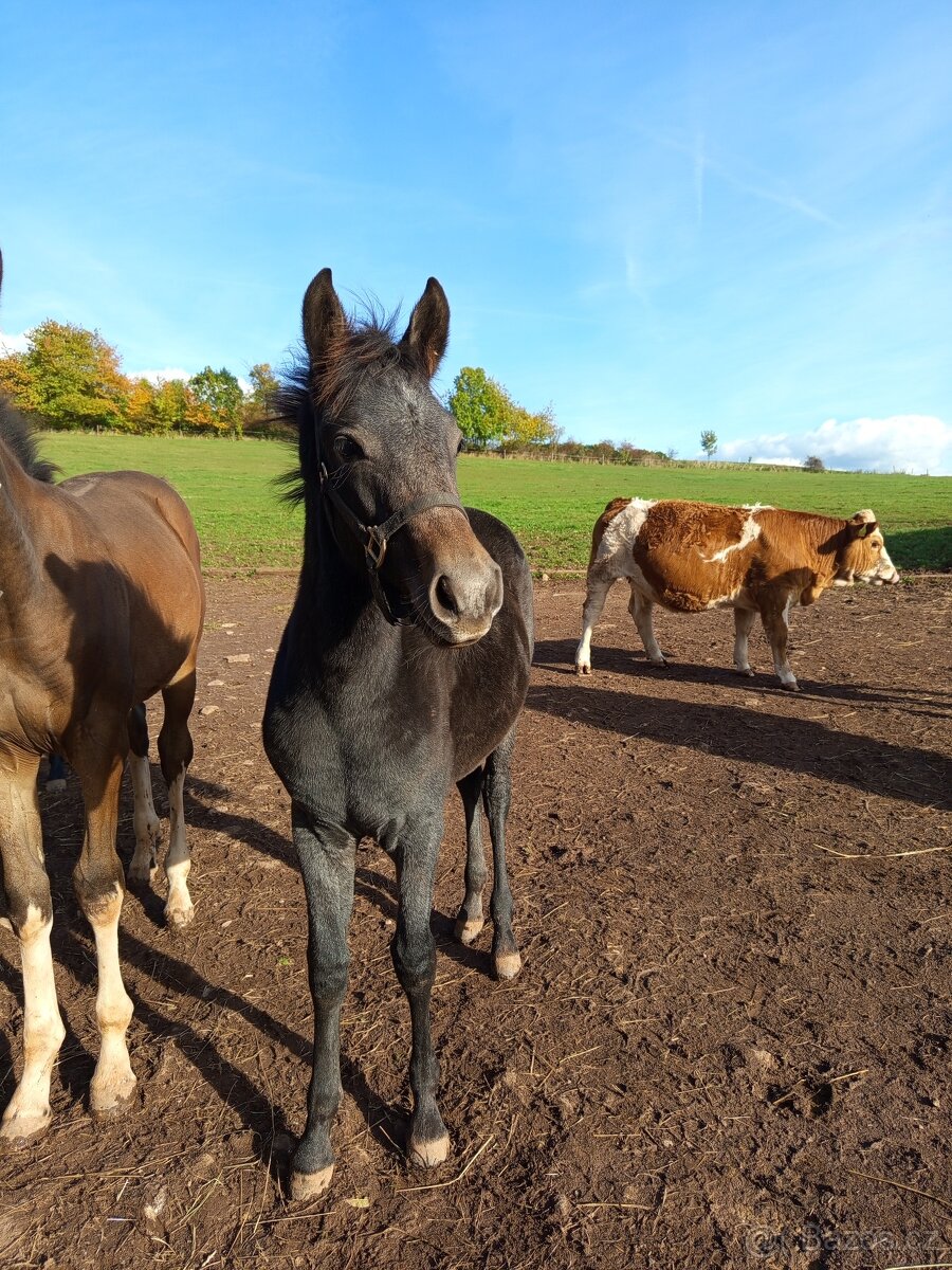 Letošní pony hřebeček