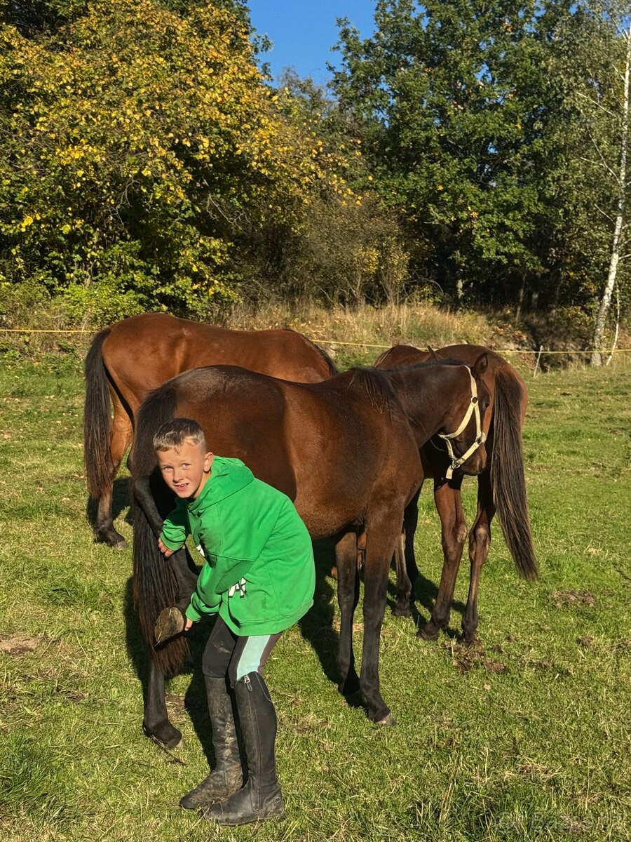 Hodný hřebeček 1,5 roku