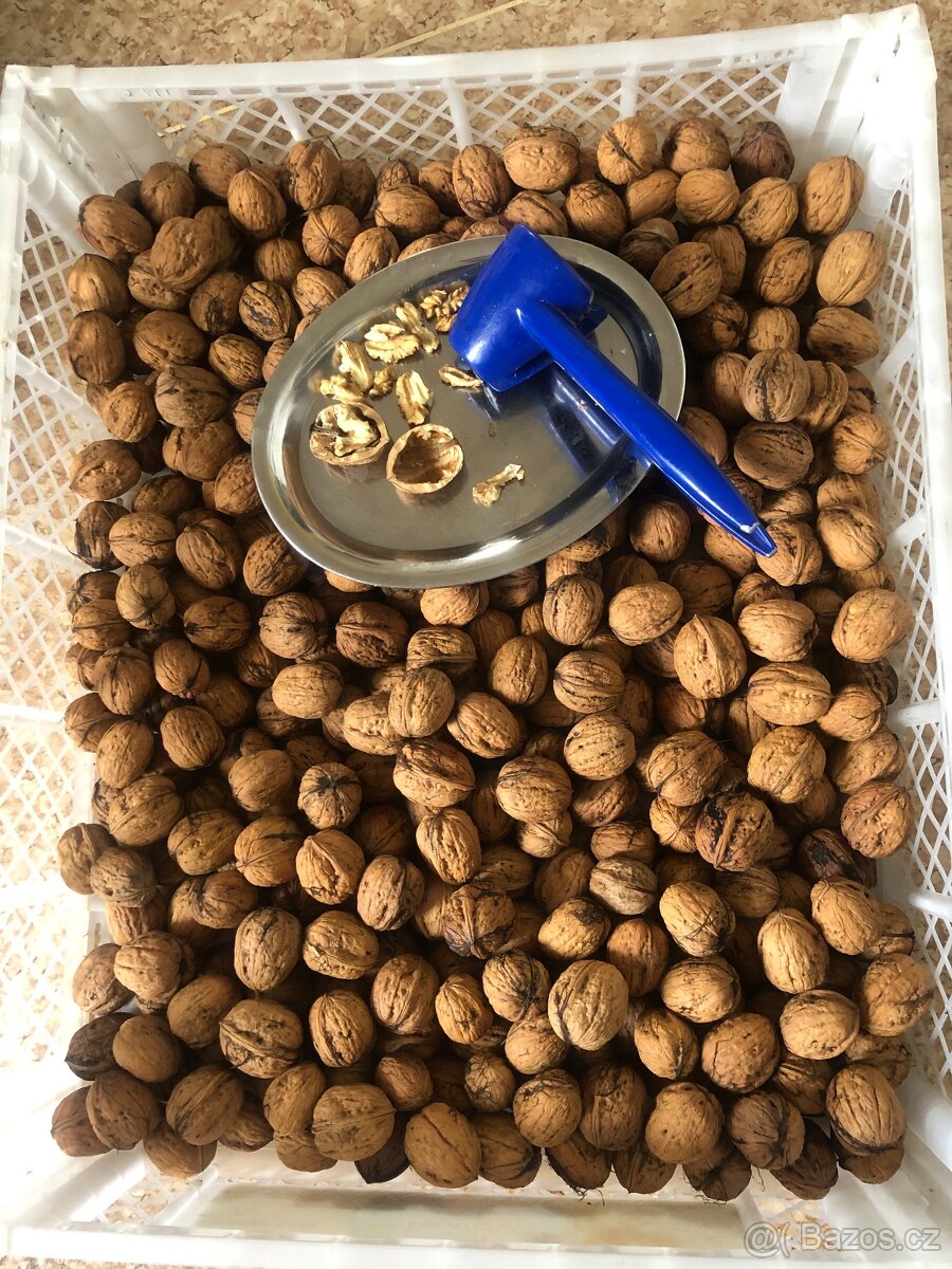 Vlašské ořechy prodej