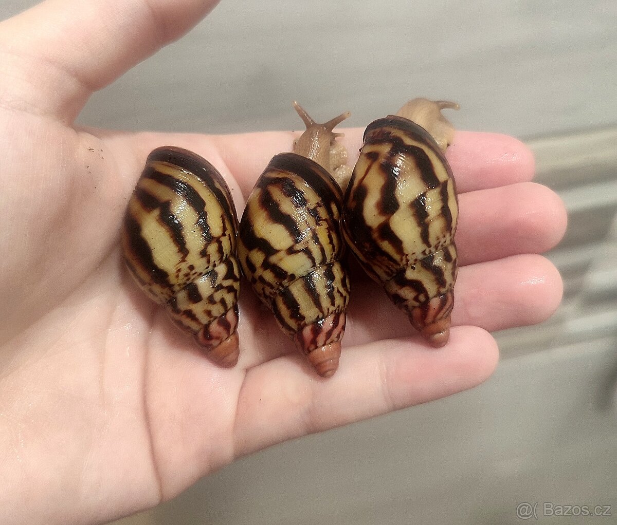 Šnek Lissachatina iredalei zanzibar