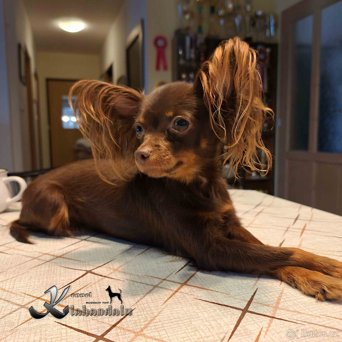 Ruský toy štěně s PP FCI