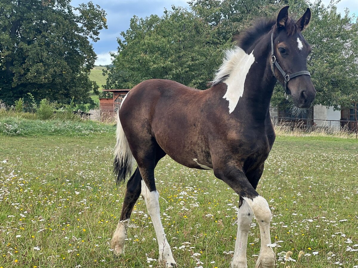 Barock pinto kobylka