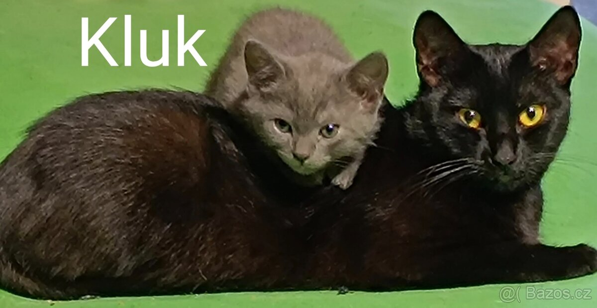 Daruji Koťátka do dobrých rukou