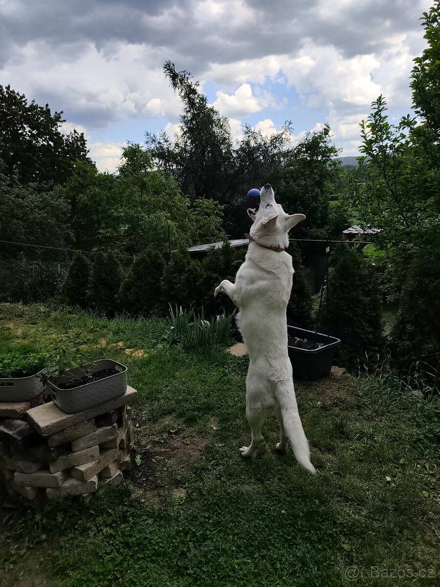 Nabízím ke krytí bílého Švýcarského ovčáka.