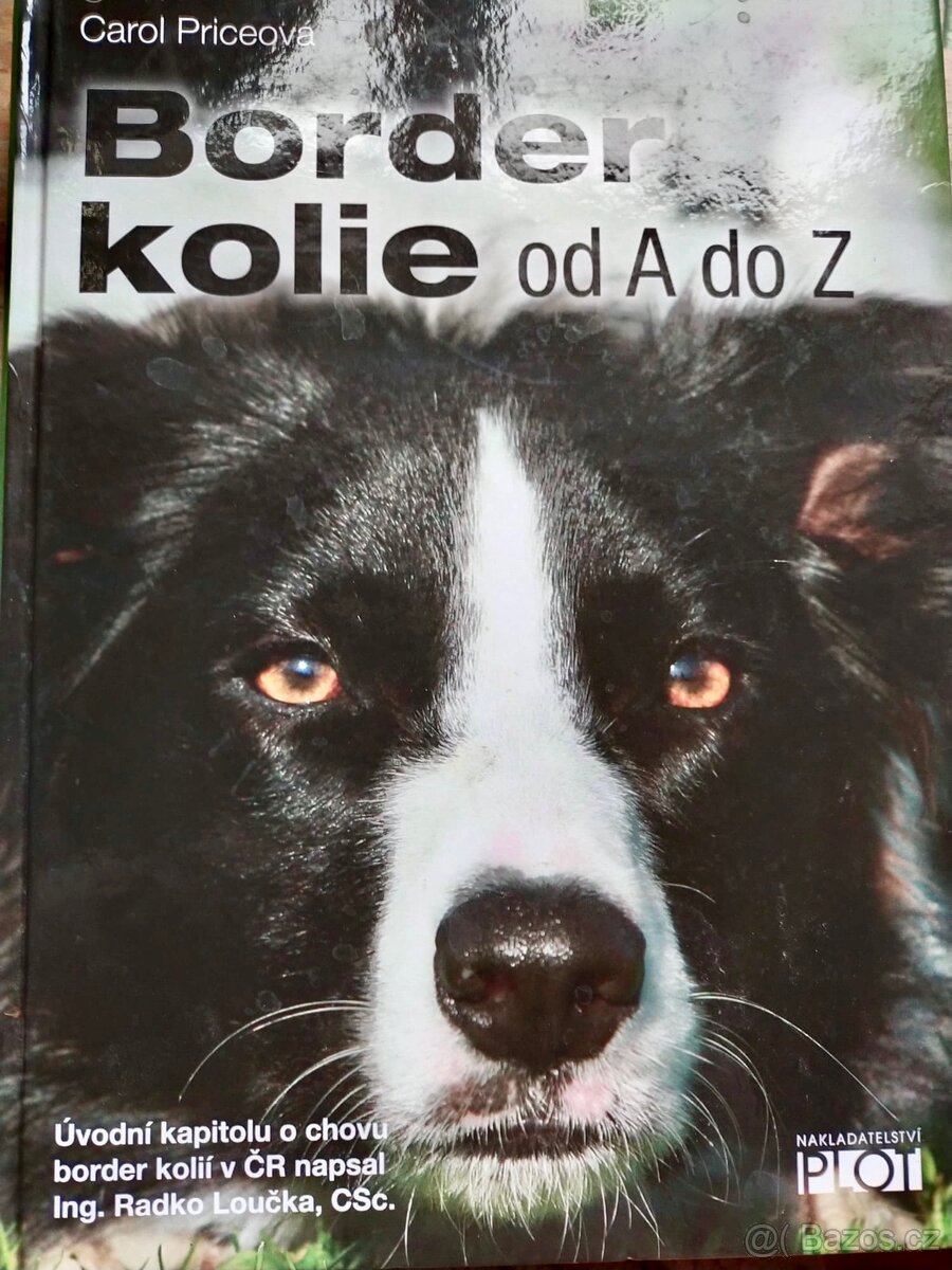 Border kolie od A do Z
