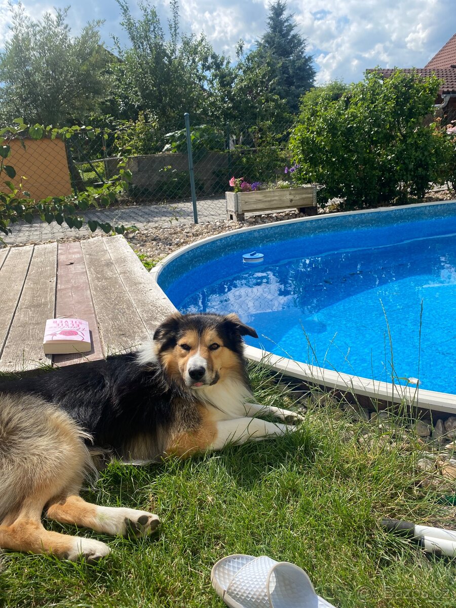 Border kolie bez PP