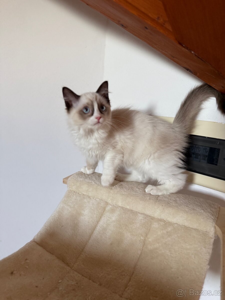 Ragdoll