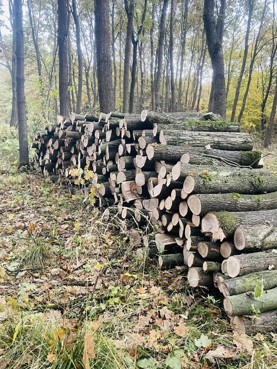 Prodám palivové dřevo