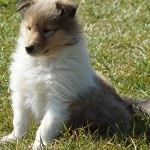 KOLIE DLOUHOSRSTA ZLATA fenka