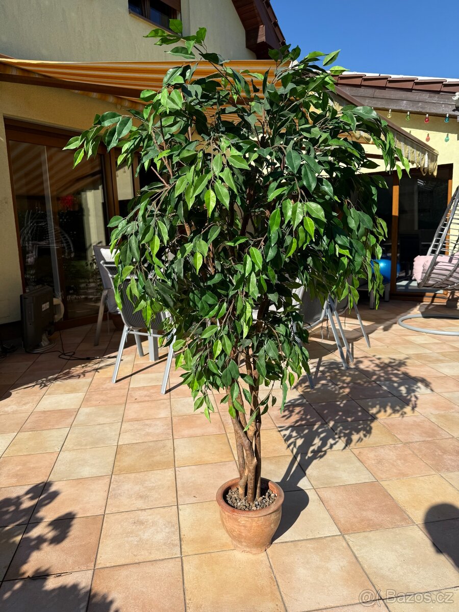 Umělý fikus benjamin