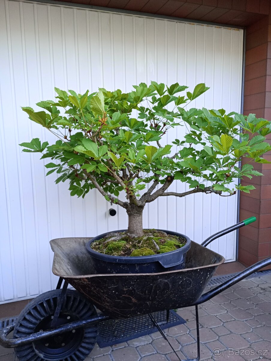 Jírovec manďal (kaštan) bonsai