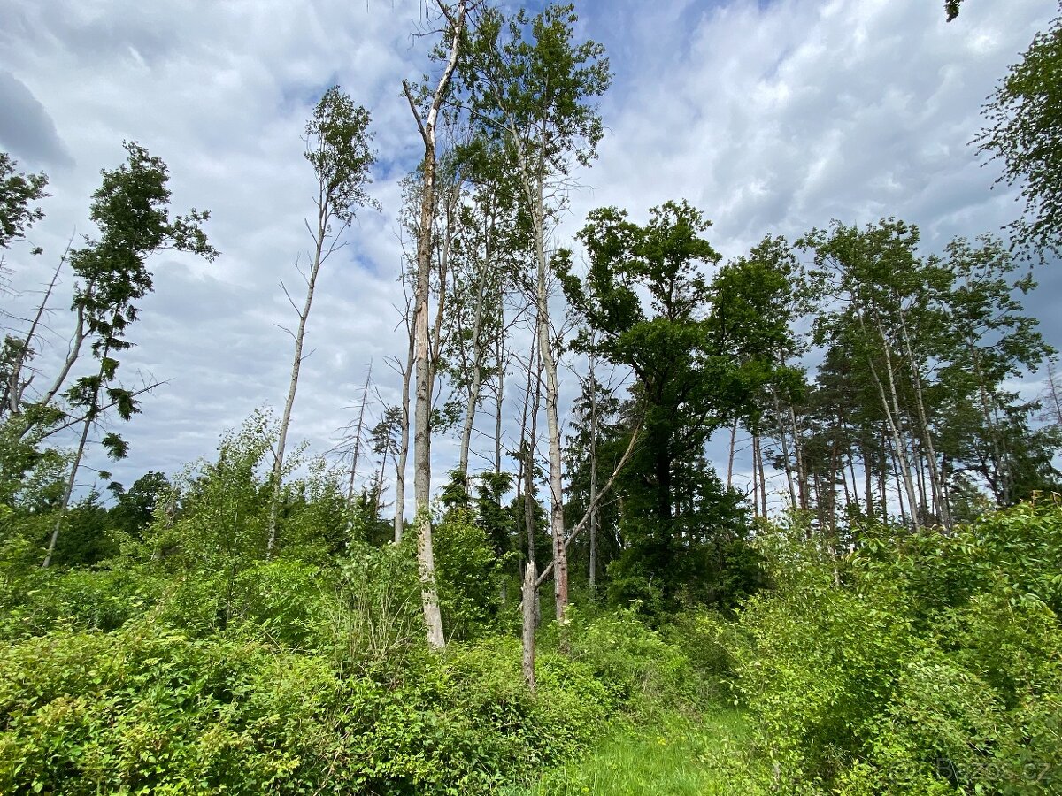 Lesní pozemek Lštění nad Zubřinou
