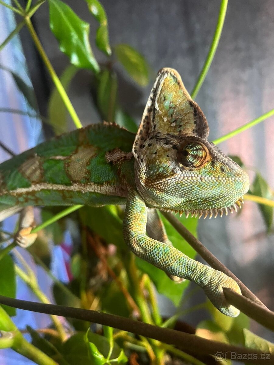 Chameleon jemenský