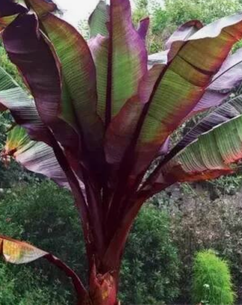 🍌🌴 Banánovník Ensete 'Maurelii'