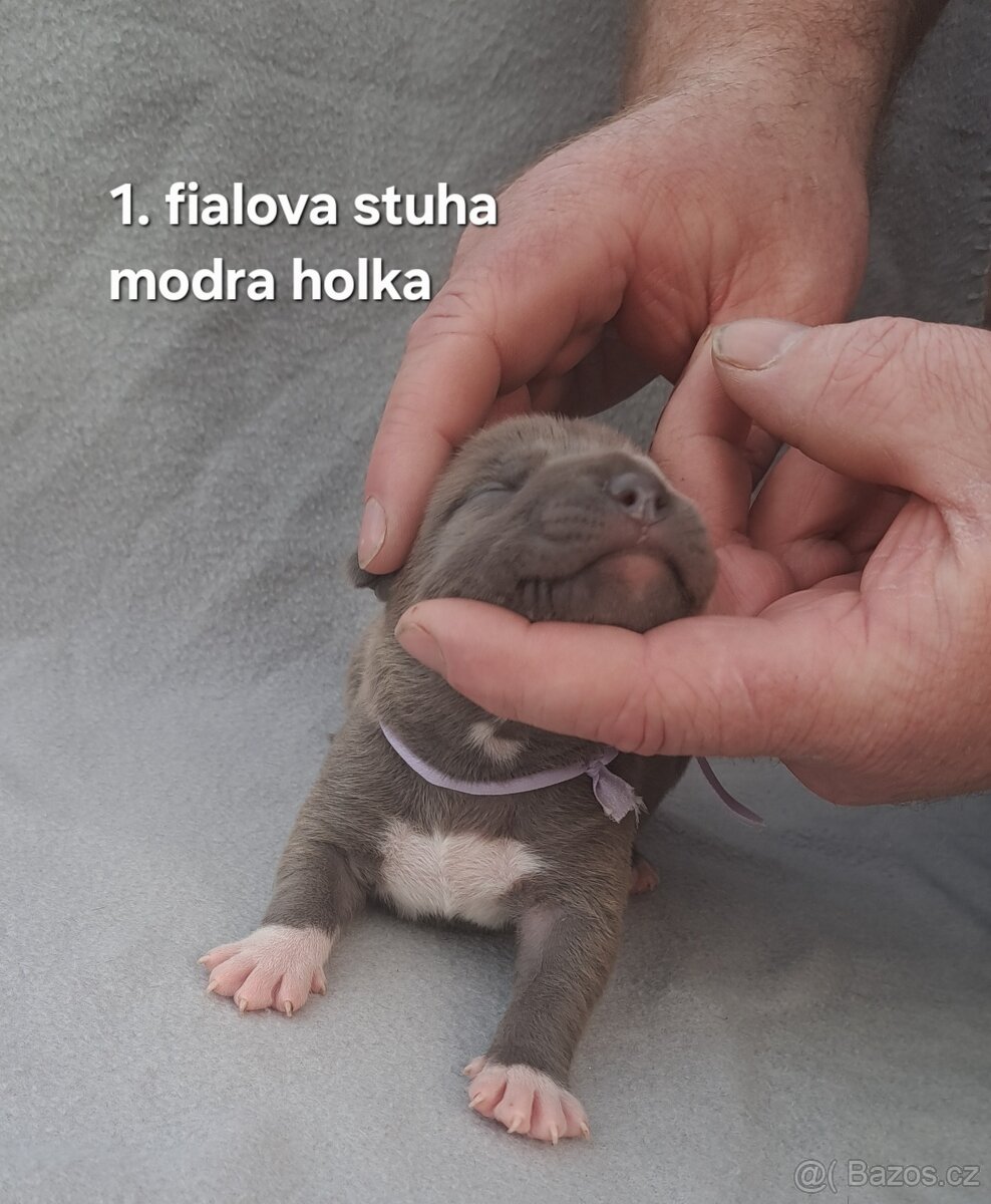 Americký stafordšírský teriér bez PP