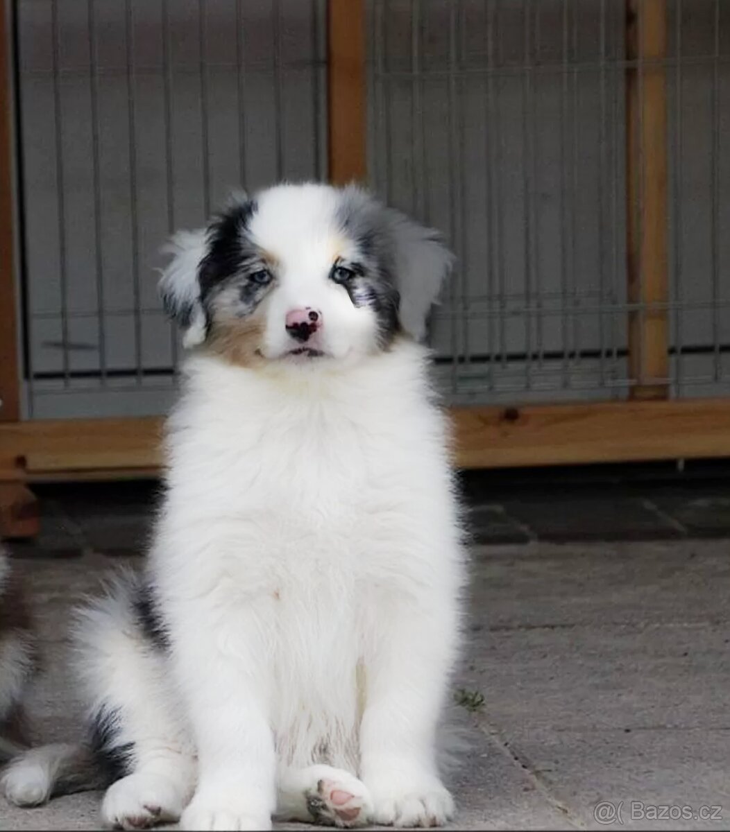 Pes Australského ovčáka s PP, blue merle