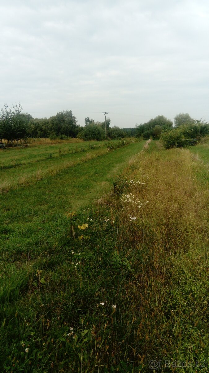 zahrada