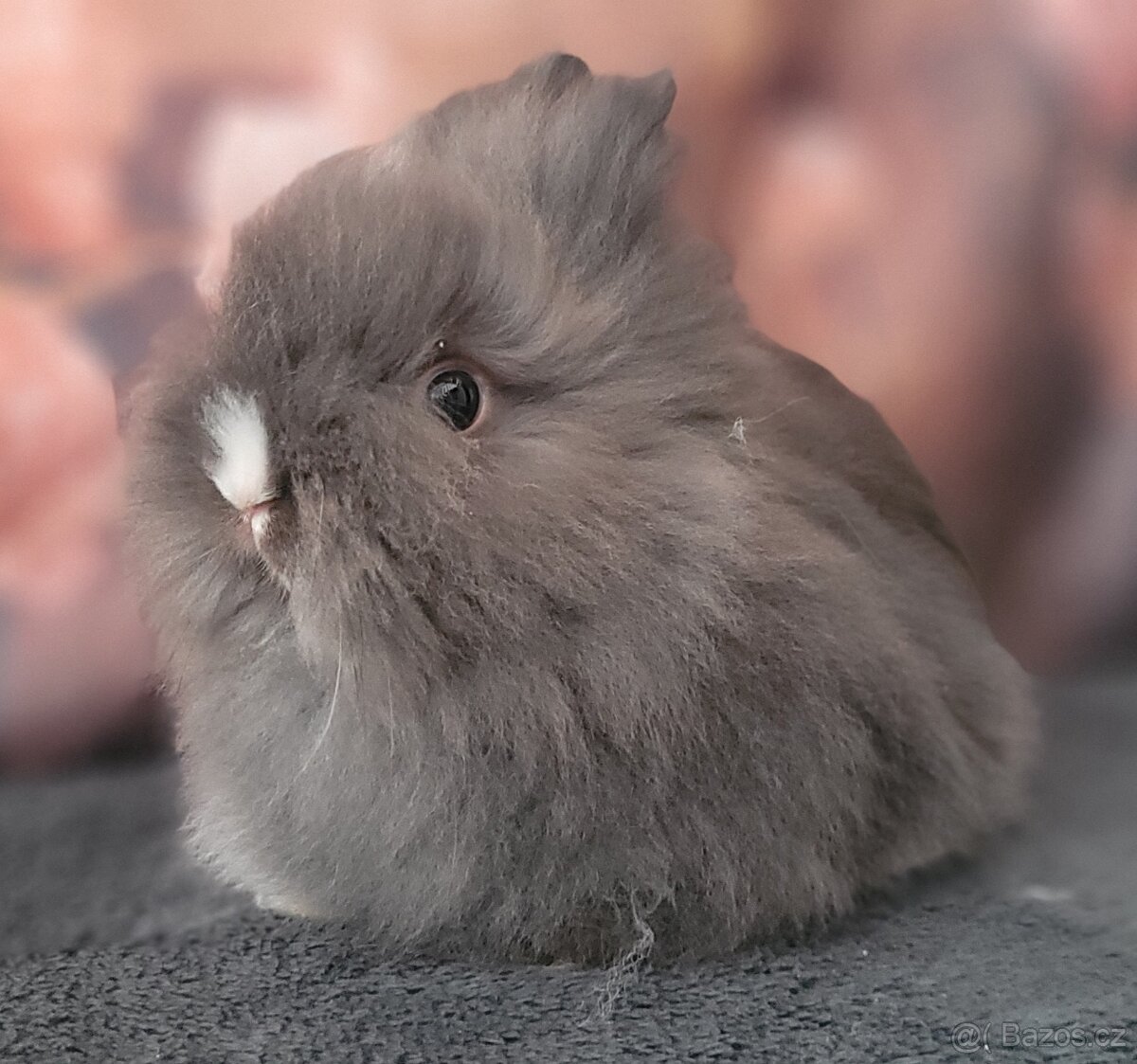 Zakrslý králík teddy