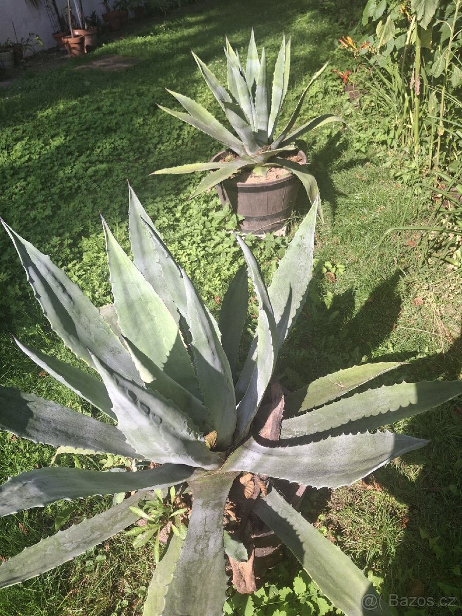 Prodám Agave 30 let stare