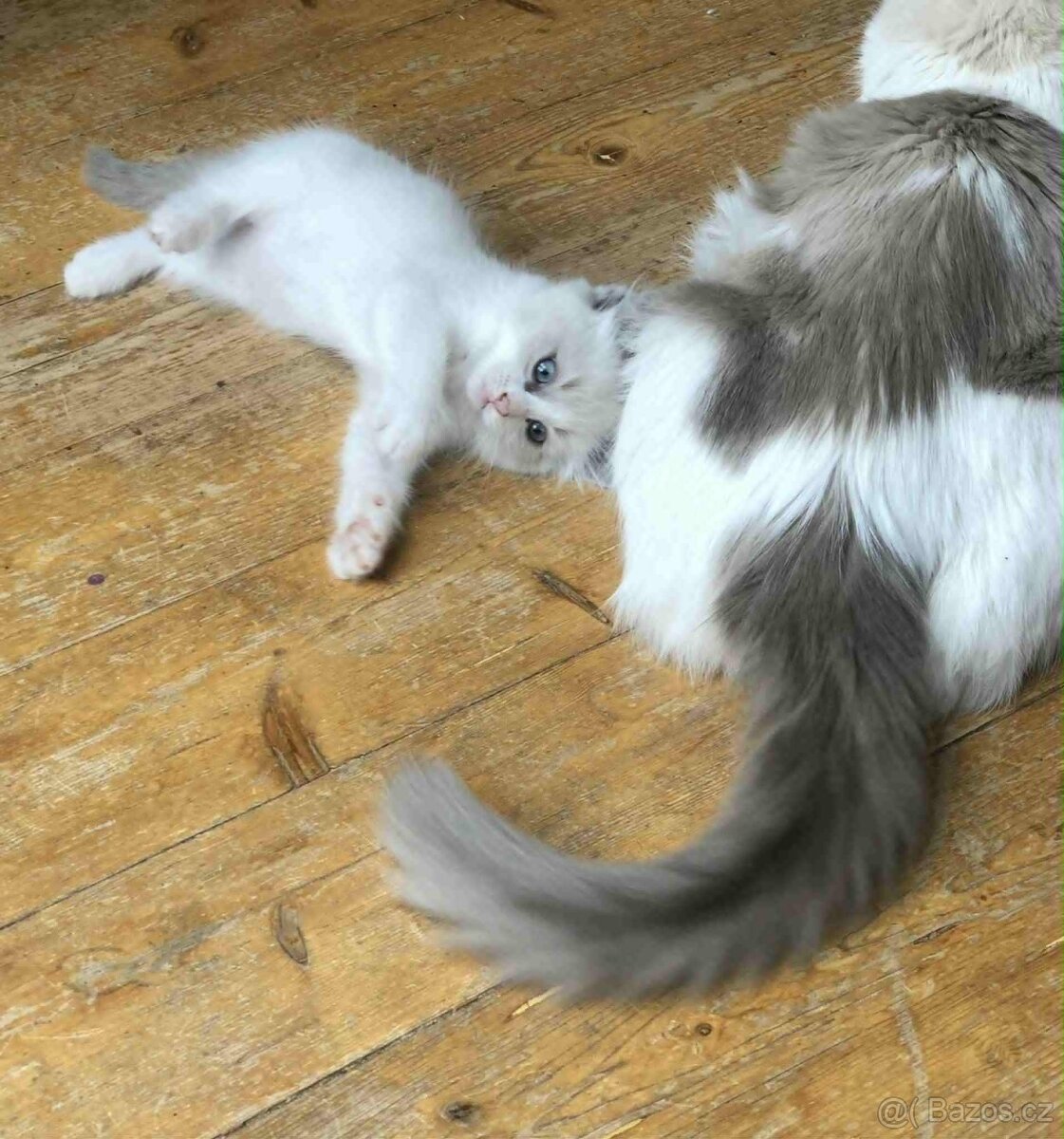 koťátka Ragdoll bez PP