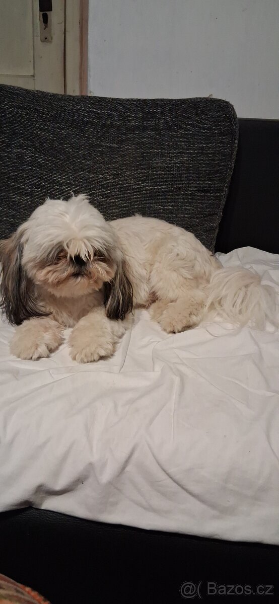 Prodám pejsky shih-tzu,shi-tzu, 1roční, čipovaný