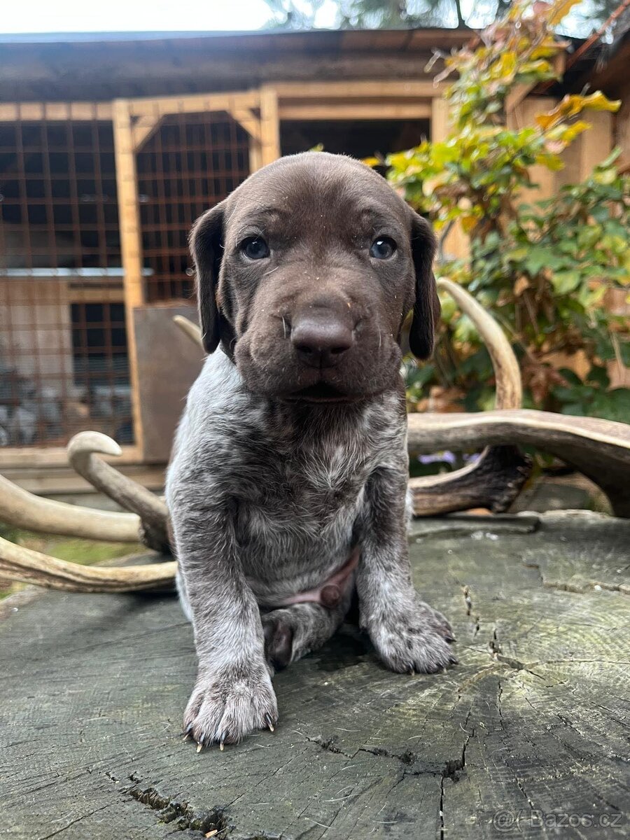 Štěňata (sport, canicross, pes, fena, ohař)